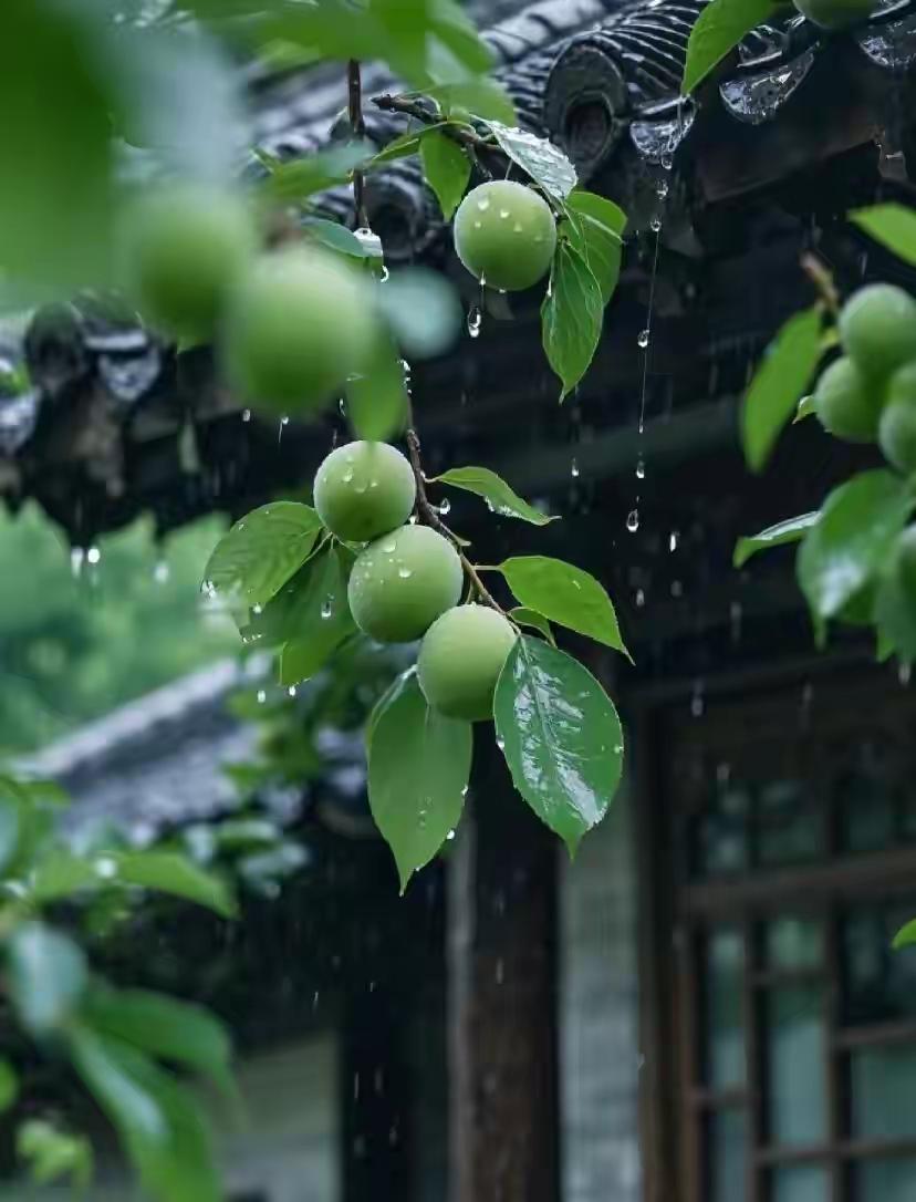 2026出梅时间定了！雨停即高温，这日子咋过最近南方的朋友怕是都被梅雨季磨