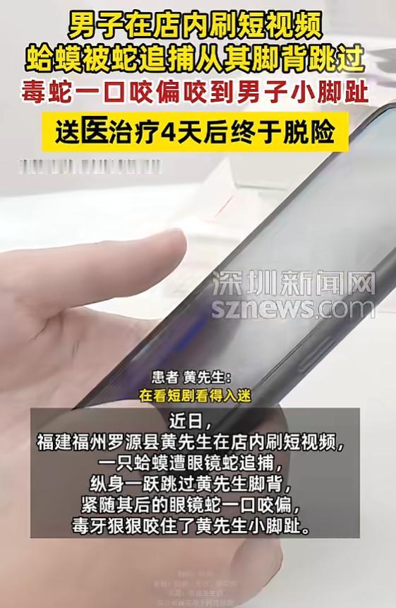 “真倒霉啊！”7月9日报道，福建福州，一男子刷短剧正入迷，一条眼镜蛇正追捕蛤蟆，