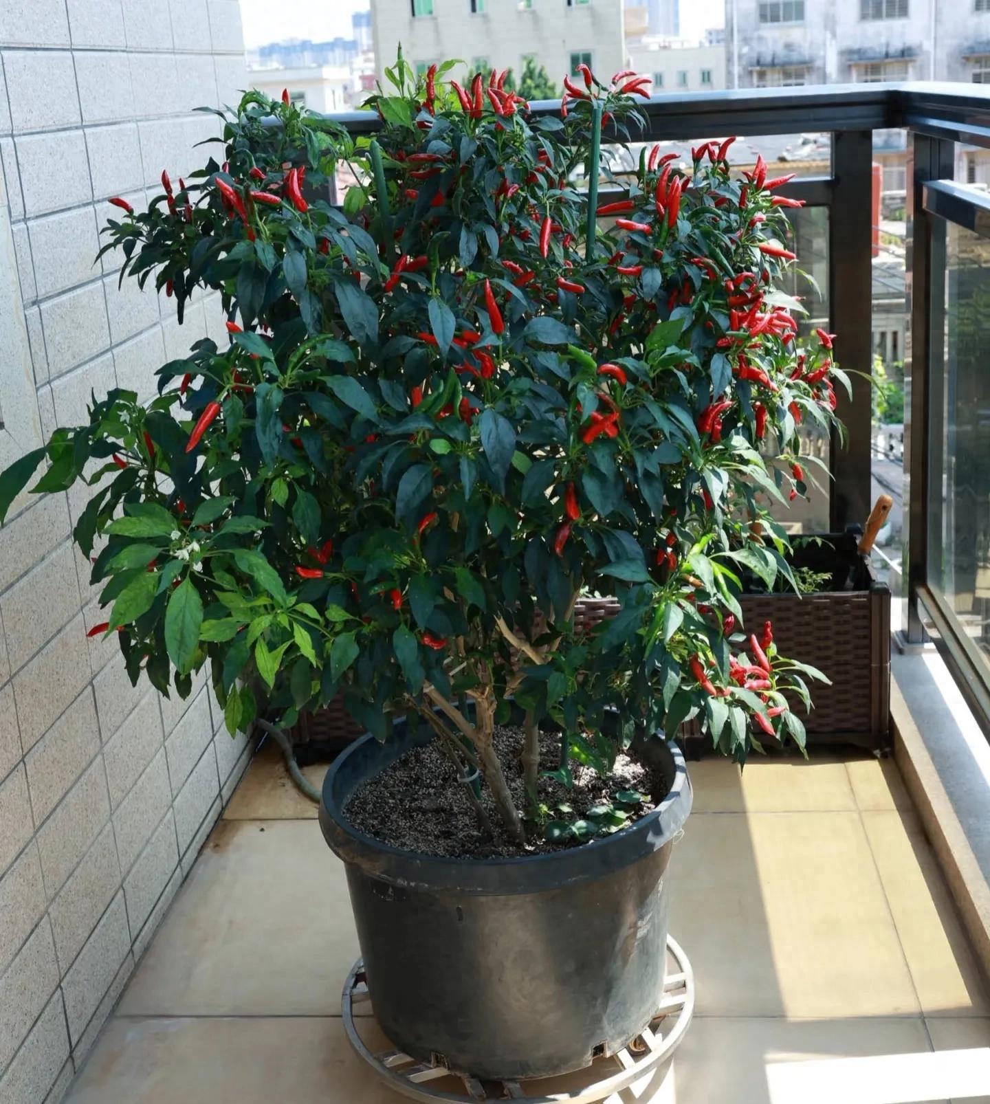 阳光信用每日一善辣椒完整版种植教程（阳台/地栽通用，广东四季可种，新手必看）