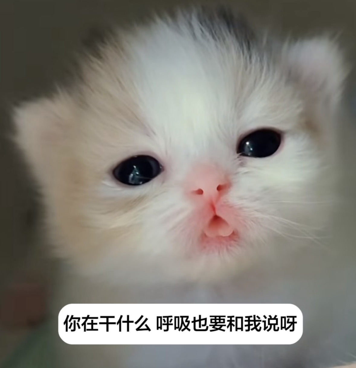 可爱咪咪猫猫meme​​​