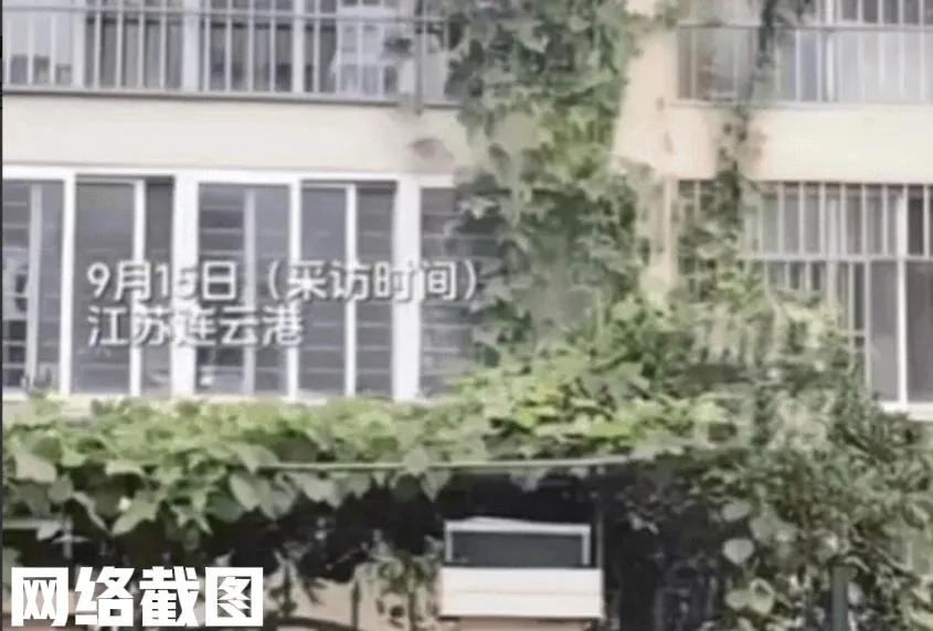江苏连云港有阿姨在院子里种丝瓜。本来阿姨只是自己种植玩玩，有空给家里加个菜，