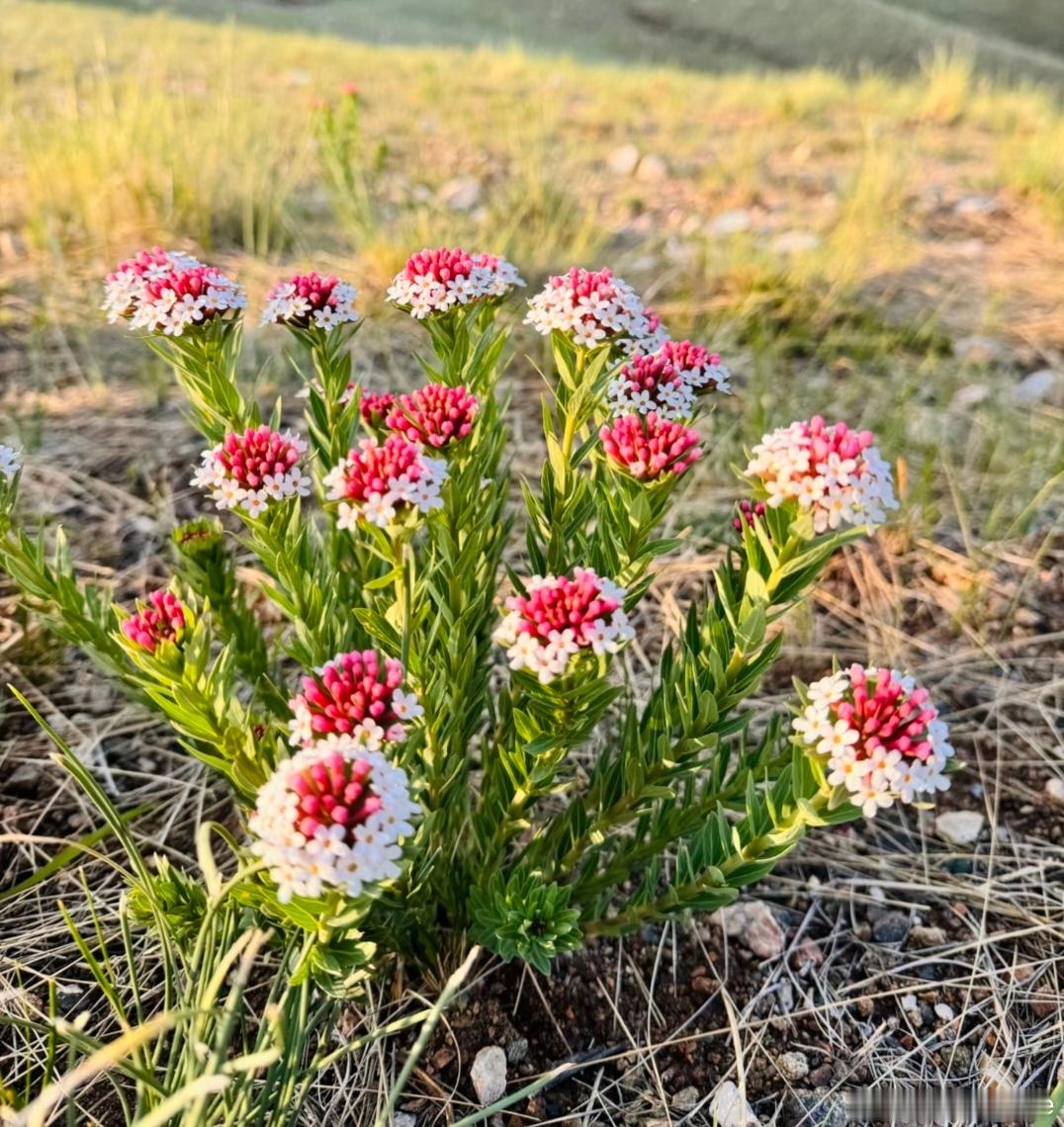 ～365植物心语～🌿✨📅0️⃣6️⃣月2️⃣6️⃣日今日植物：狼毒花（闷