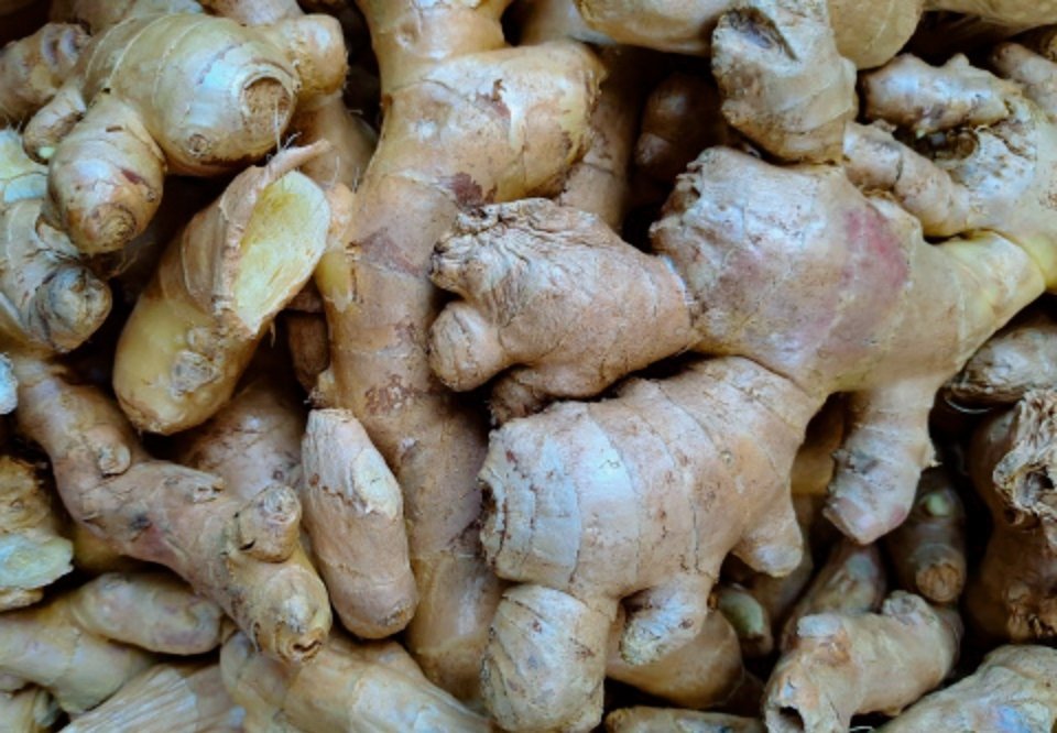 1200生姜的种植方法：一、选择适宜的土壤生姜生长的土壤应保持排水性良好，耐水性