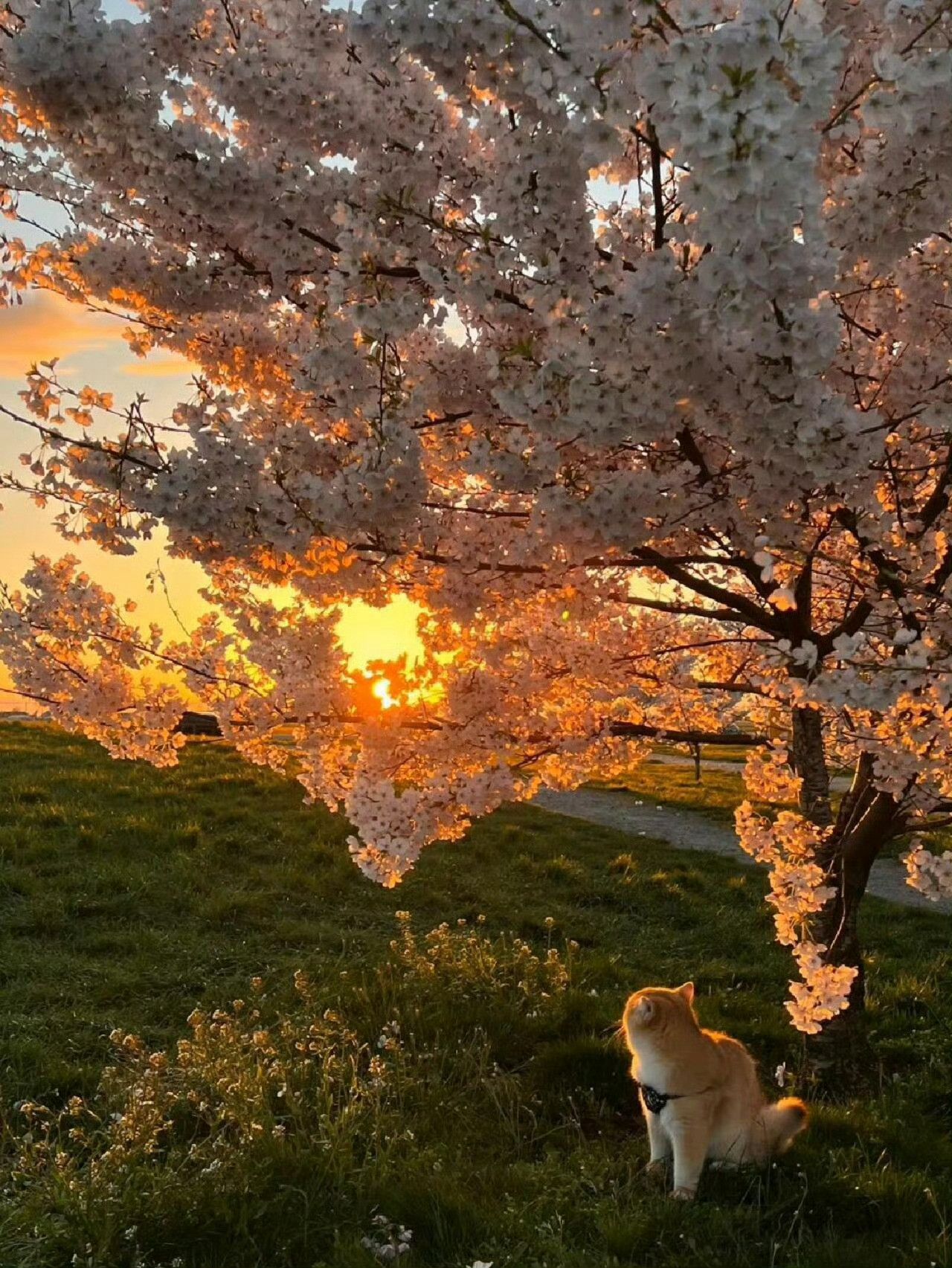 桃花伴随清晨第一缕阳光，道一声五一劳动节快乐！​​​