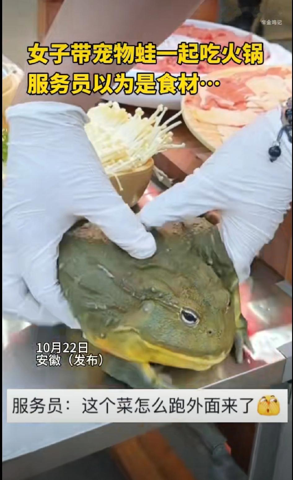 真是养什么宠物都有啊一女子养了一只宠物蛙每天走哪里都会给她的宠物蛙带在身边