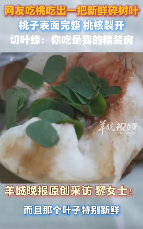 “神奇！”北京，一女子买了些桃子回家，家人吃桃时却吃出新鲜树叶！女子以为是桃子发