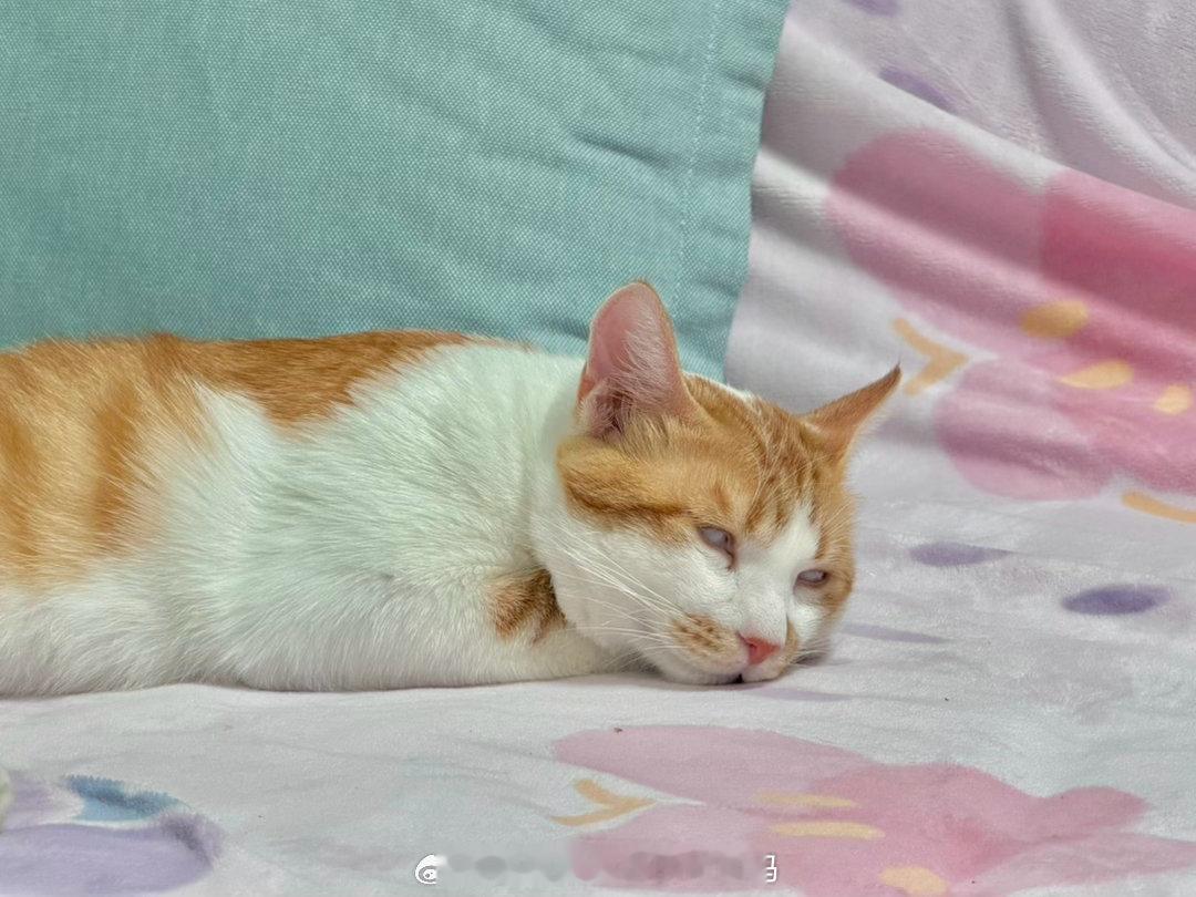 给给猫：我哥可真烦[doge][doge][doge]​​​