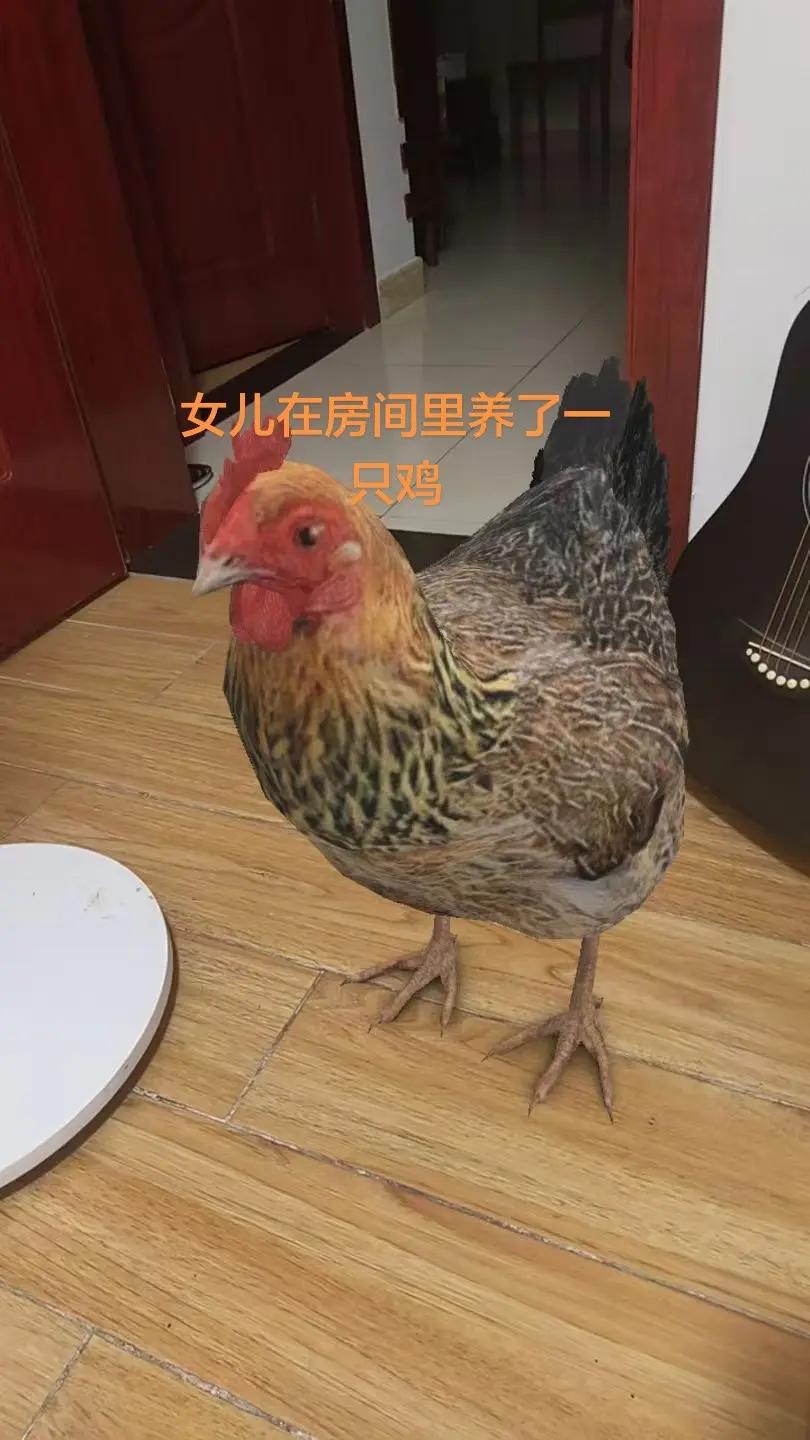 女儿在房间里养了一只鸡养鸡养鸡人