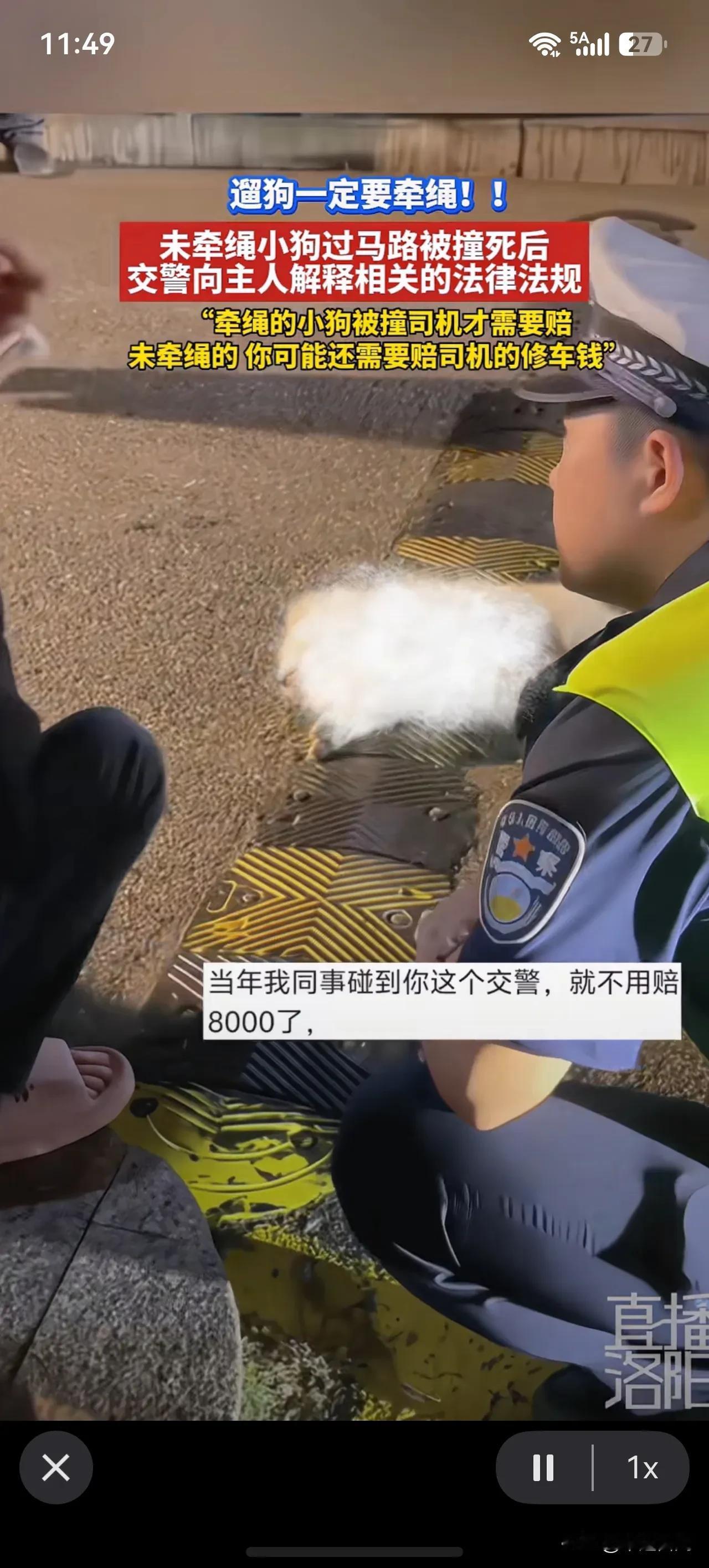 司机把狗撞死了无责了？帽子叔叔:“牵绳的小狗被撞了，然后那开车的要赔你家狗的损