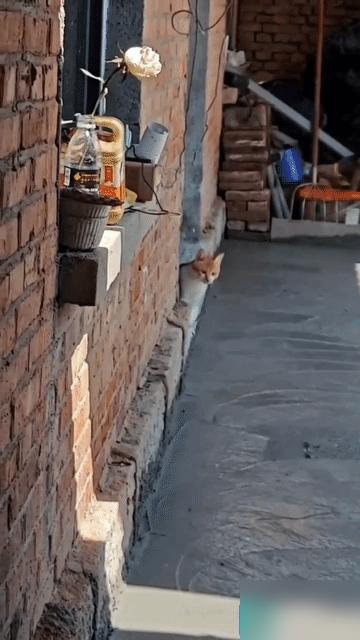 “好聪明呀”近日山东一女子家里的院子新弄了水泥地，猫咪着急找主人，沿着墙边一走一