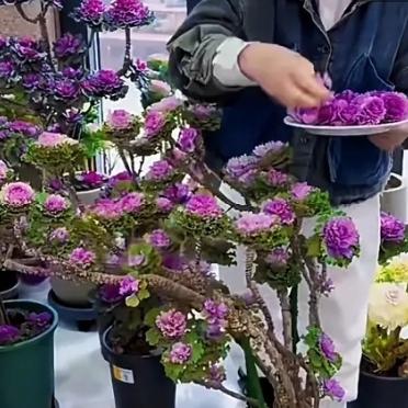 山东一阿姨火了，“一棵菜养9年”，根本吃不完，网友：也太牛了谁能想到，我们