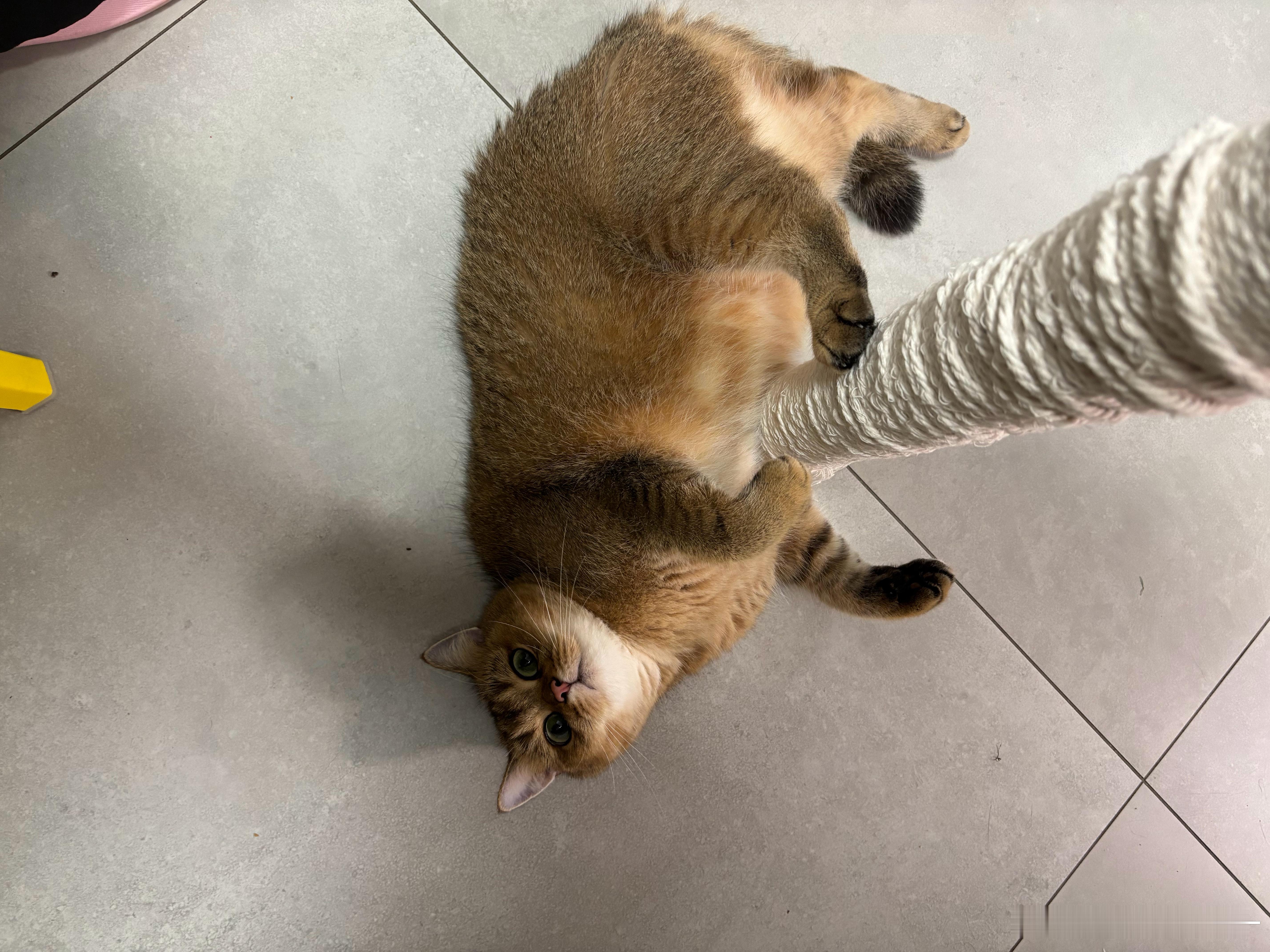 猪咪猫咪