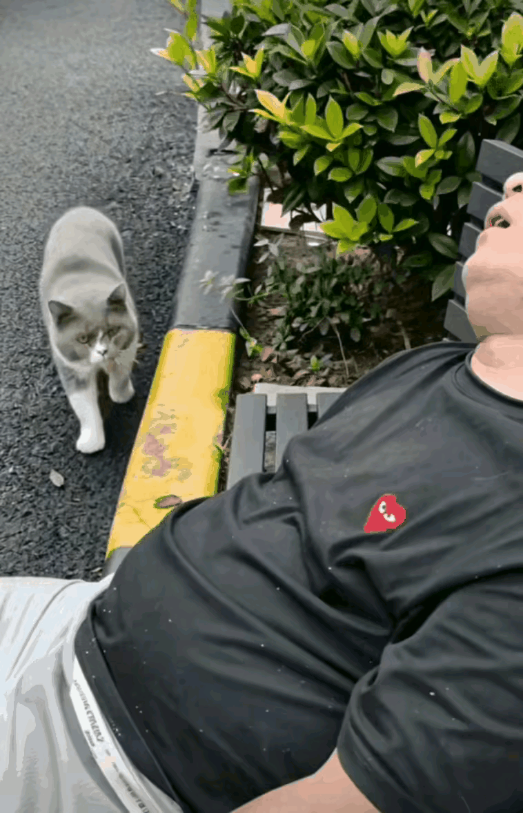 男子带着宠物猫外出散步，走累了男子躺在长椅上睡着了。猫咪不放心，凑到男子的鼻端看