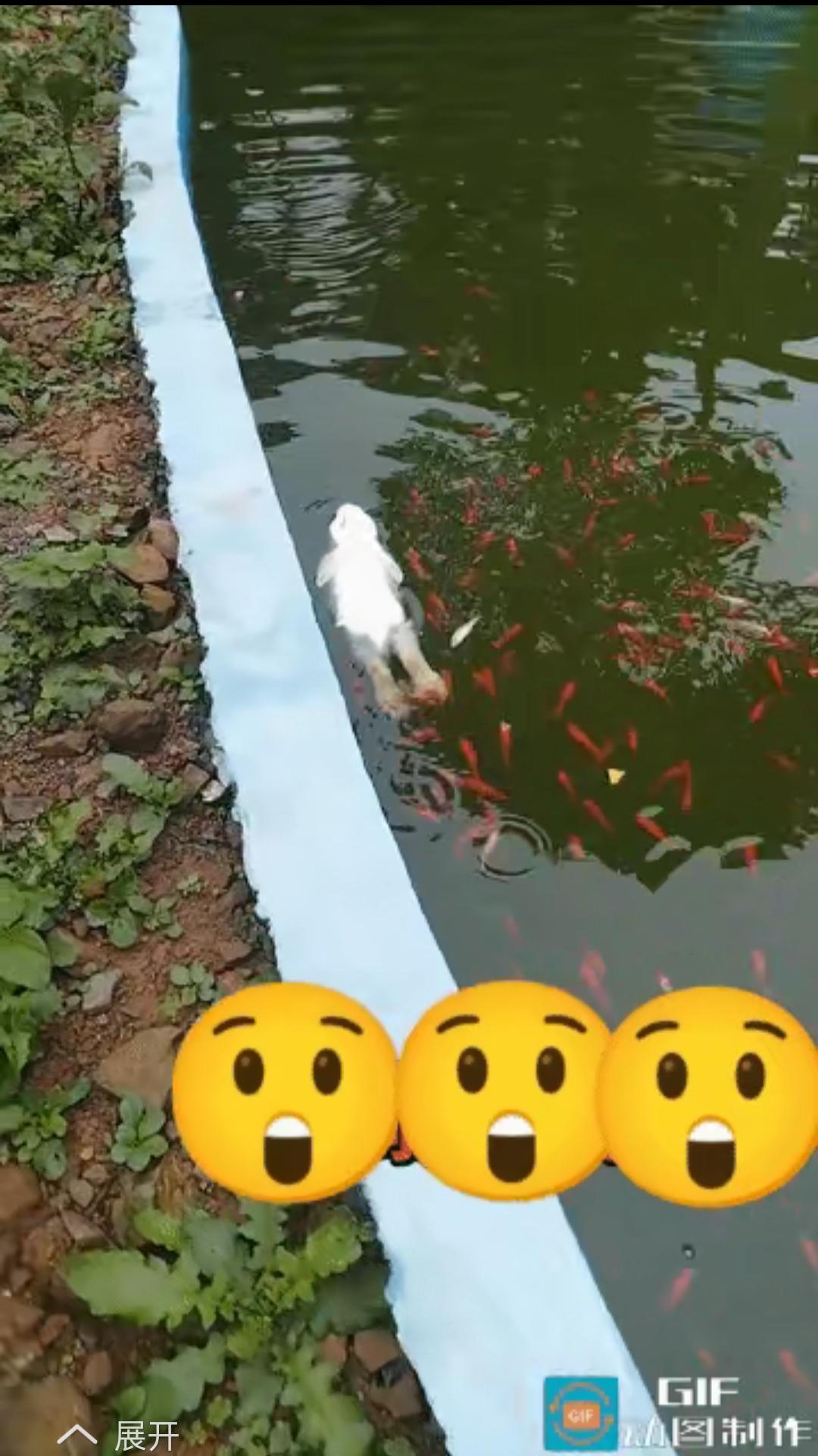 近日广东一男子发现公园的湖里有小动物溺水了，他跑过去后却惊呆了，网友“长这么大，