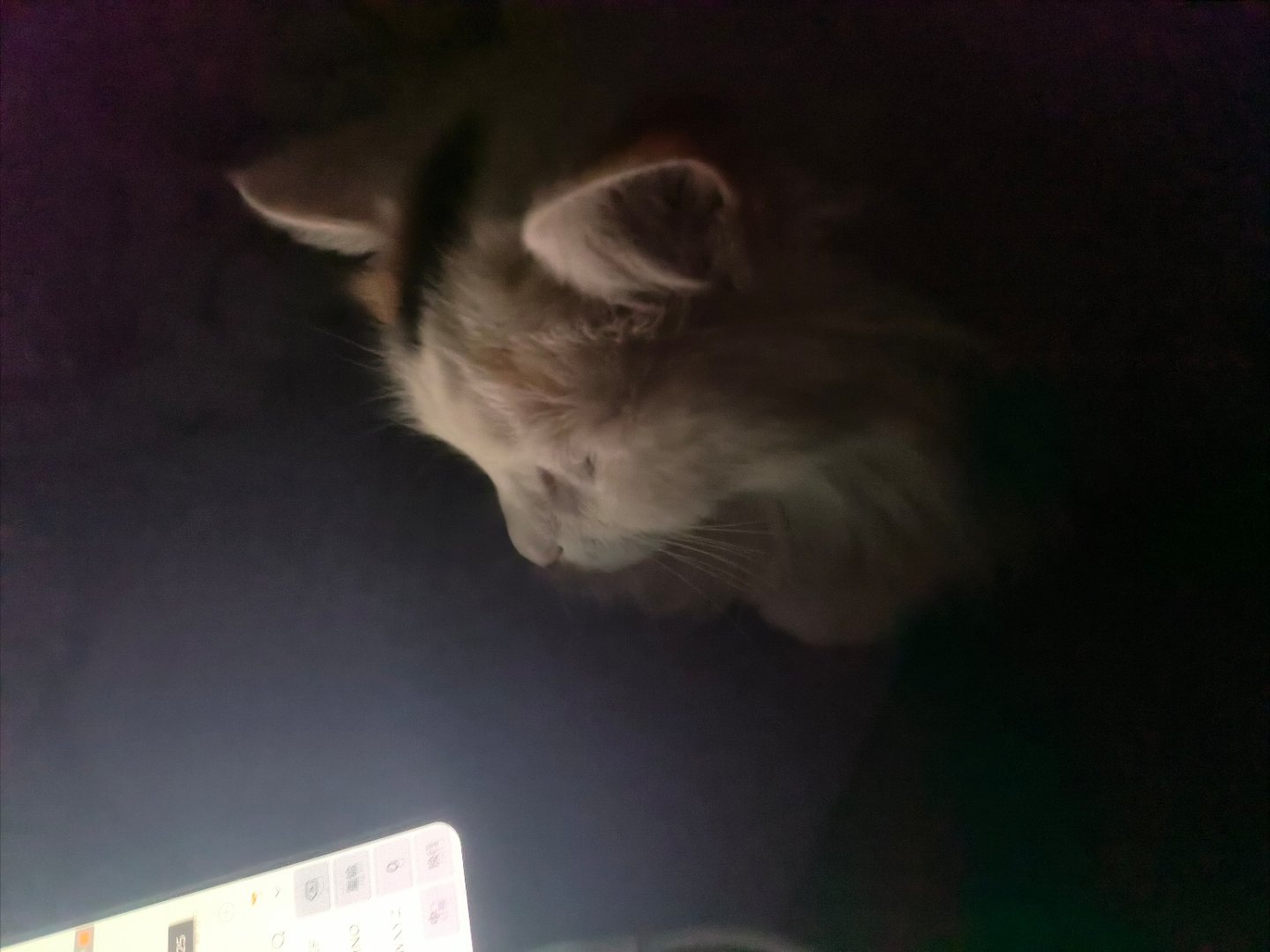 猫咪这一大早上，我看到我家喵咪在看手机，不知道它看的看不懂，还是它