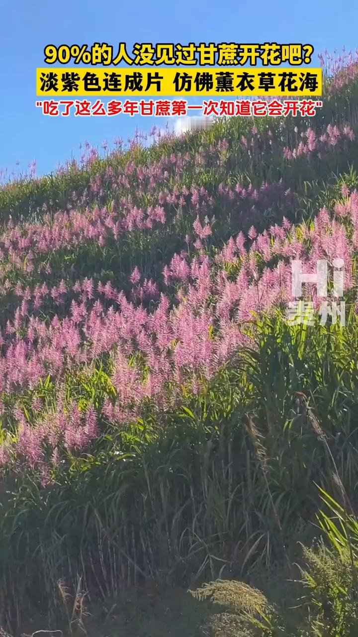 90%的人没见过甘蔗开花吧？淡紫色连成片仿佛衣草花海。吃了这么多年甘蔗第一次知