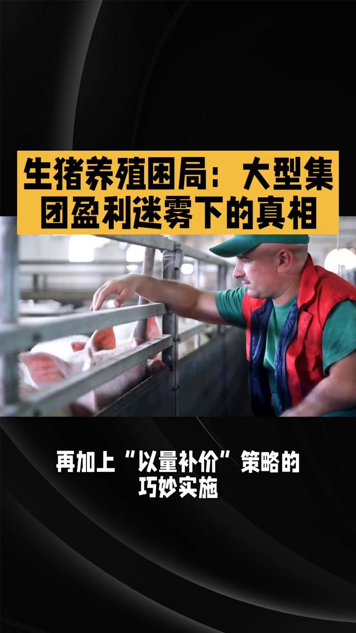 生猪养殖困局：大型集团盈利迷雾下的真相。2025生猪养殖困局，大型集团盈利迷雾