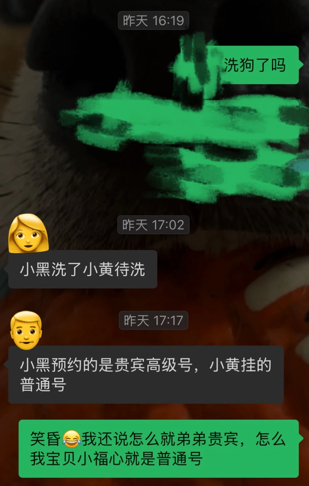 因为爱我，父母也爱我的小狗