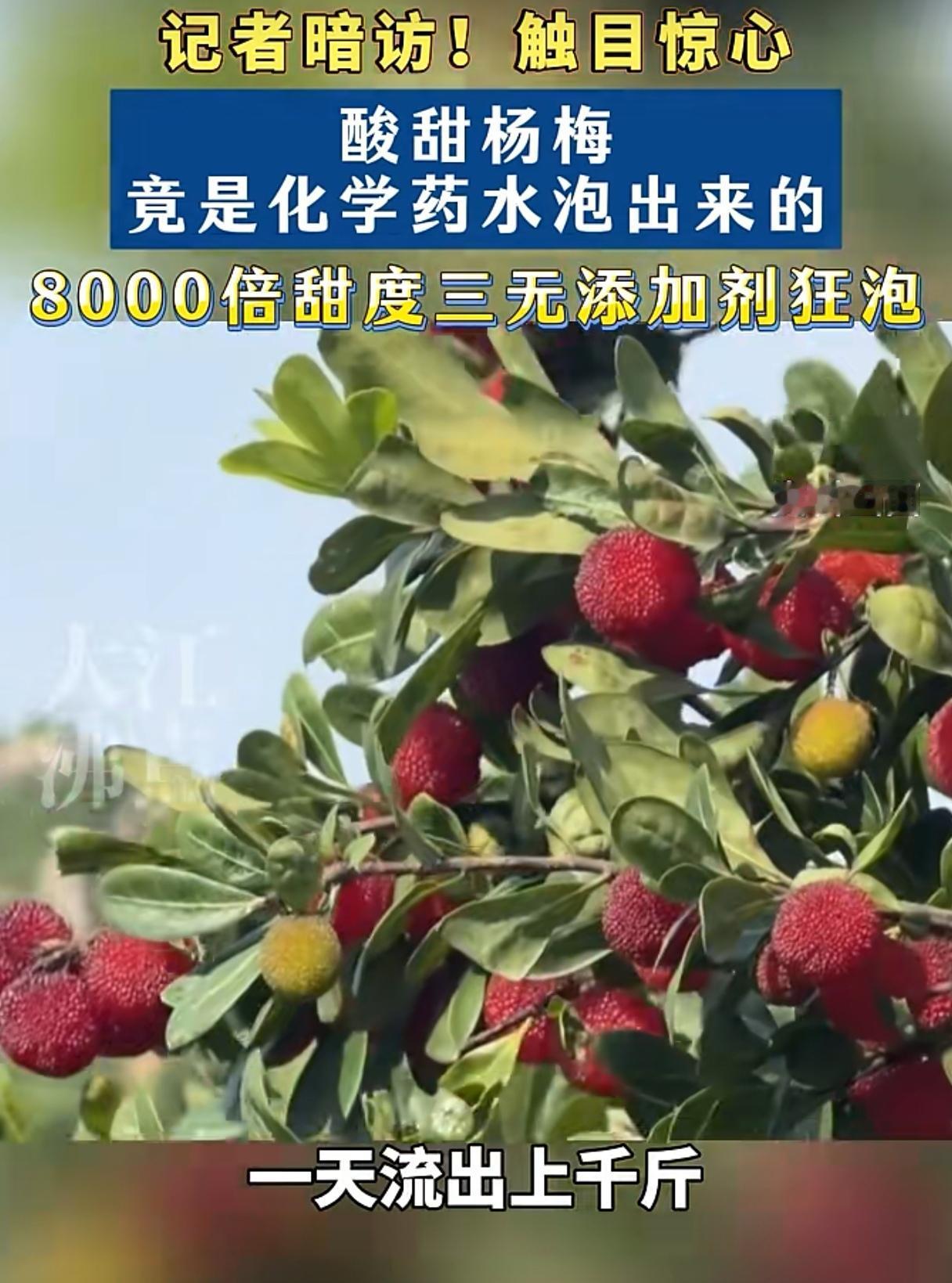杨梅的“天”塌了！爱吃杨梅的浙江人“天多塌一层”？实际情况呢？近日，福建漳州