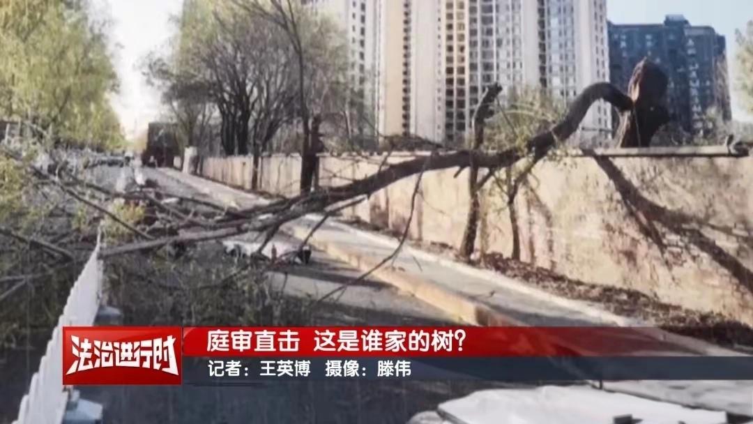 北京男子被围墙内大树砸中当场身亡，索赔225万却遭三家公司集体拒赔，谁该为这场悲