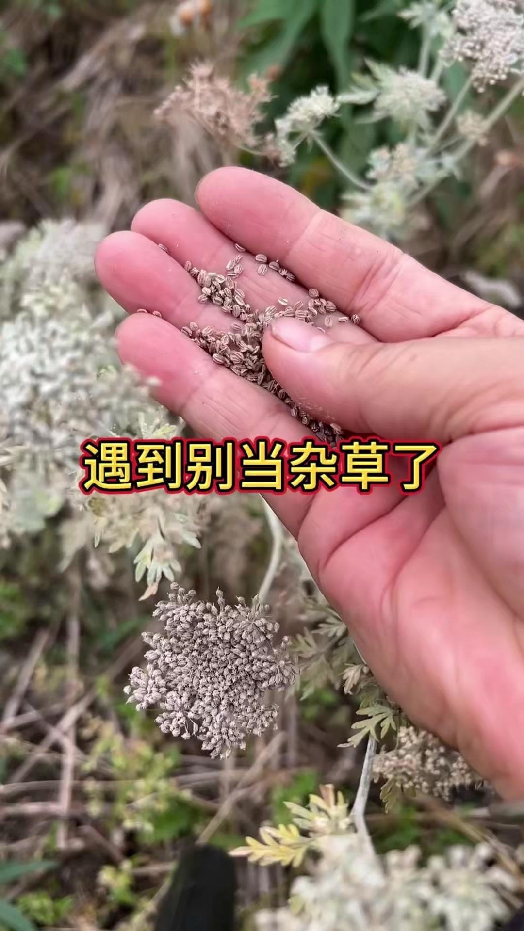 救命！这野草竟是中药材？！🌿在山间偶遇这种植物，千万别当杂草拔了！它叫蛇床子，