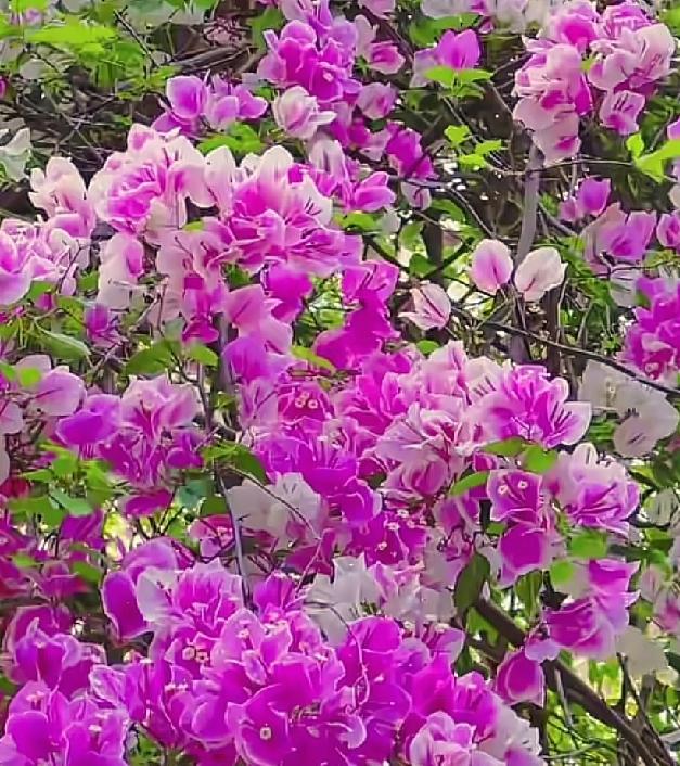 分享一张你相册的拍的花随手拍～