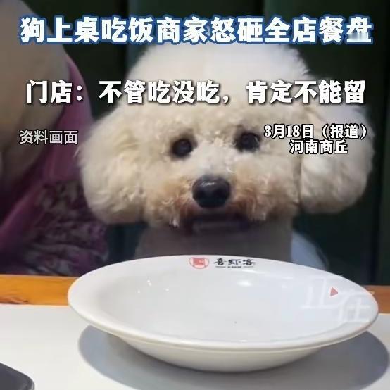 真的看怒了！河南商丘一餐厅，顾客居然把小狗抱上餐桌拍视频，老板直接砸光所有餐
