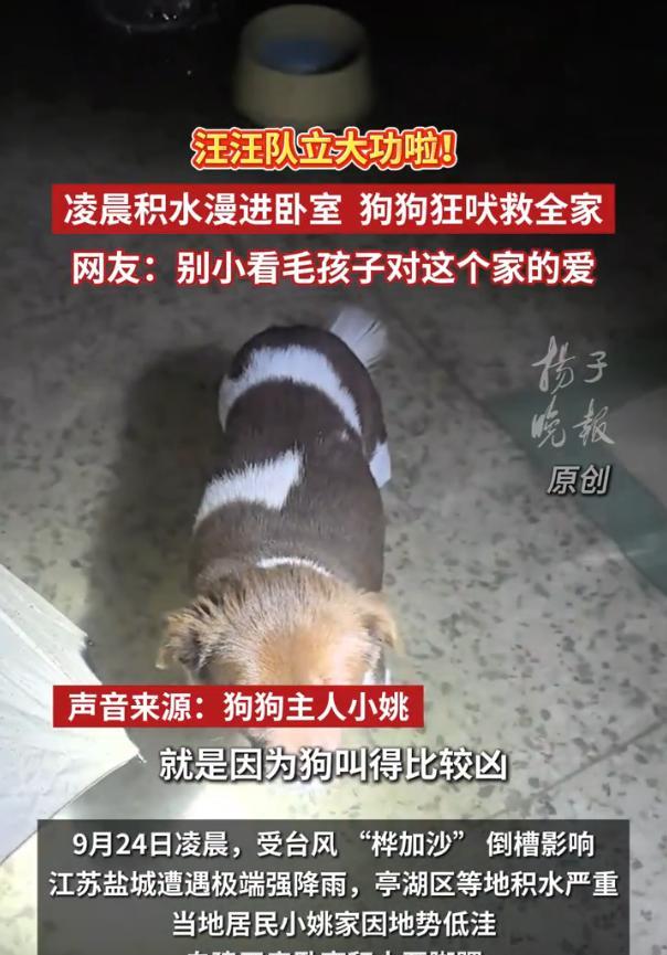 “万物皆有灵！”9月24日凌晨，江苏盐城，一女子正在熟睡时，家中半岁大的小狗突然
