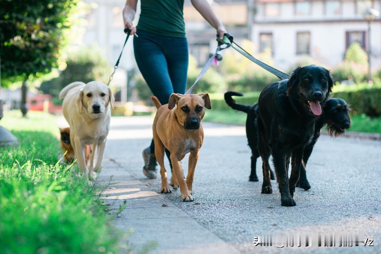 今天遛狗的时候，我发现了一个有趣的现象。我一般遛狗都是顺时针方向行走，路上经常撞