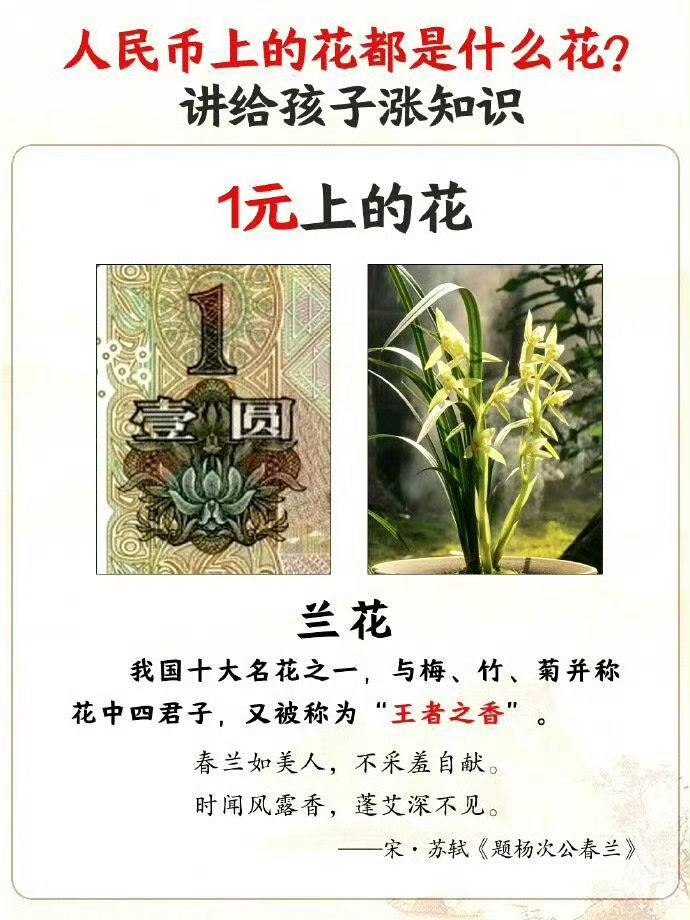 人民币上的花都是什么花？你知道吗？