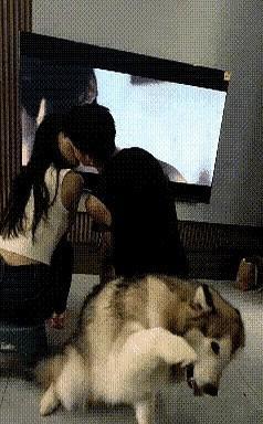 全网最要脸的狗子！狗子陪男女主人一家三口在家里看电视，看到剧中男女主角在卿卿我