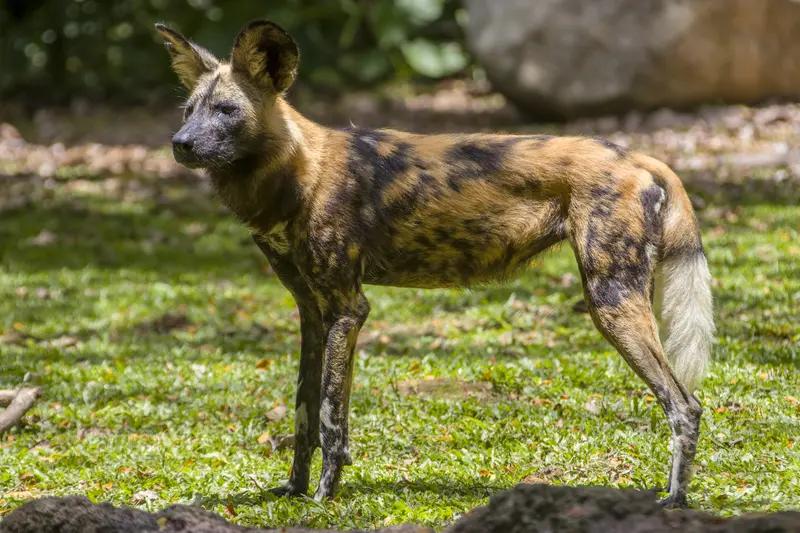 人类在最专一动物排行榜中位列第七🐾，一项发表于《英国皇家学会会报》（Proc