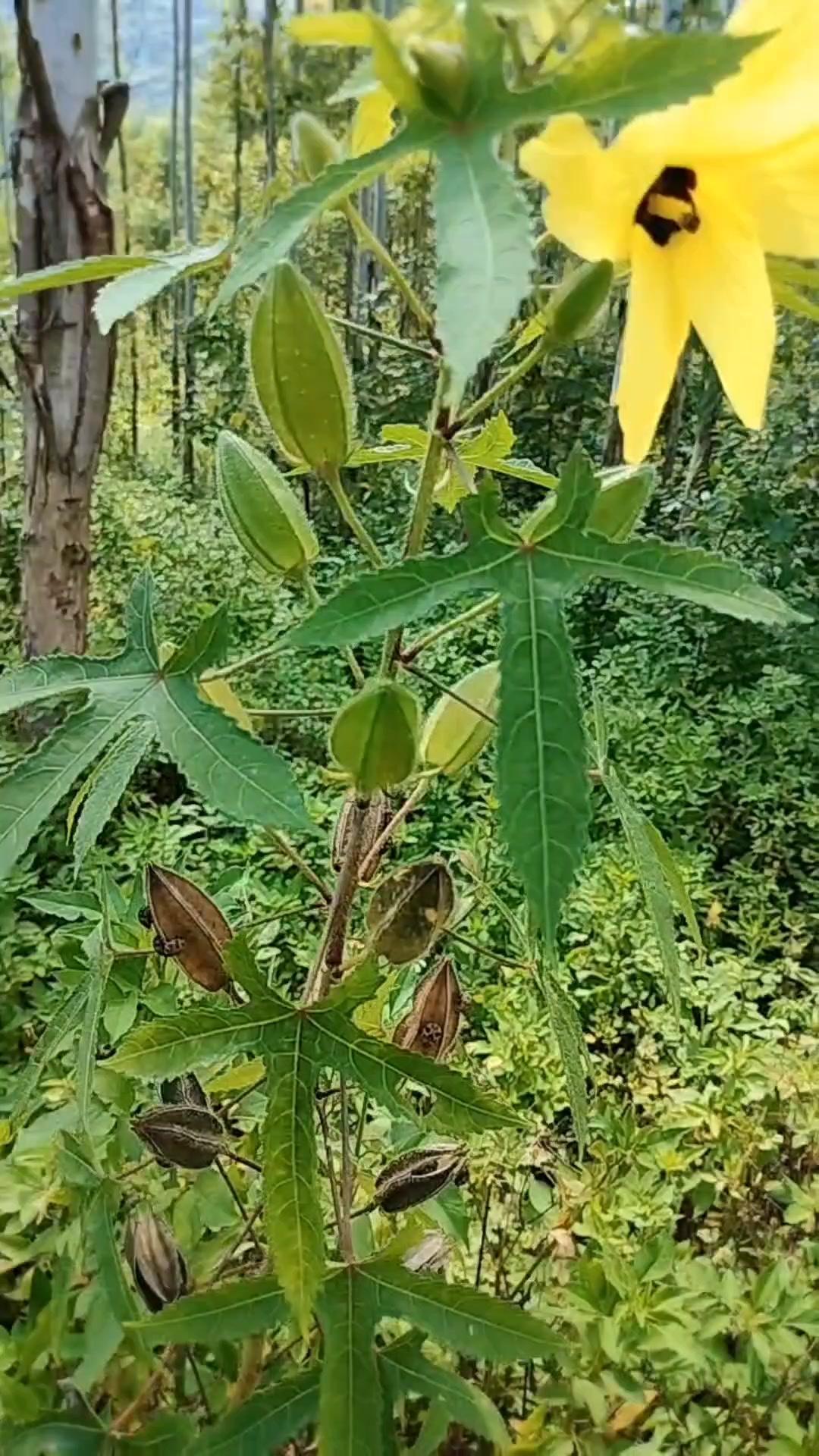 像杨桃的野生药材，你认识吗？🌿这种野生药材大家可能很少见，但它价值可不低。果实