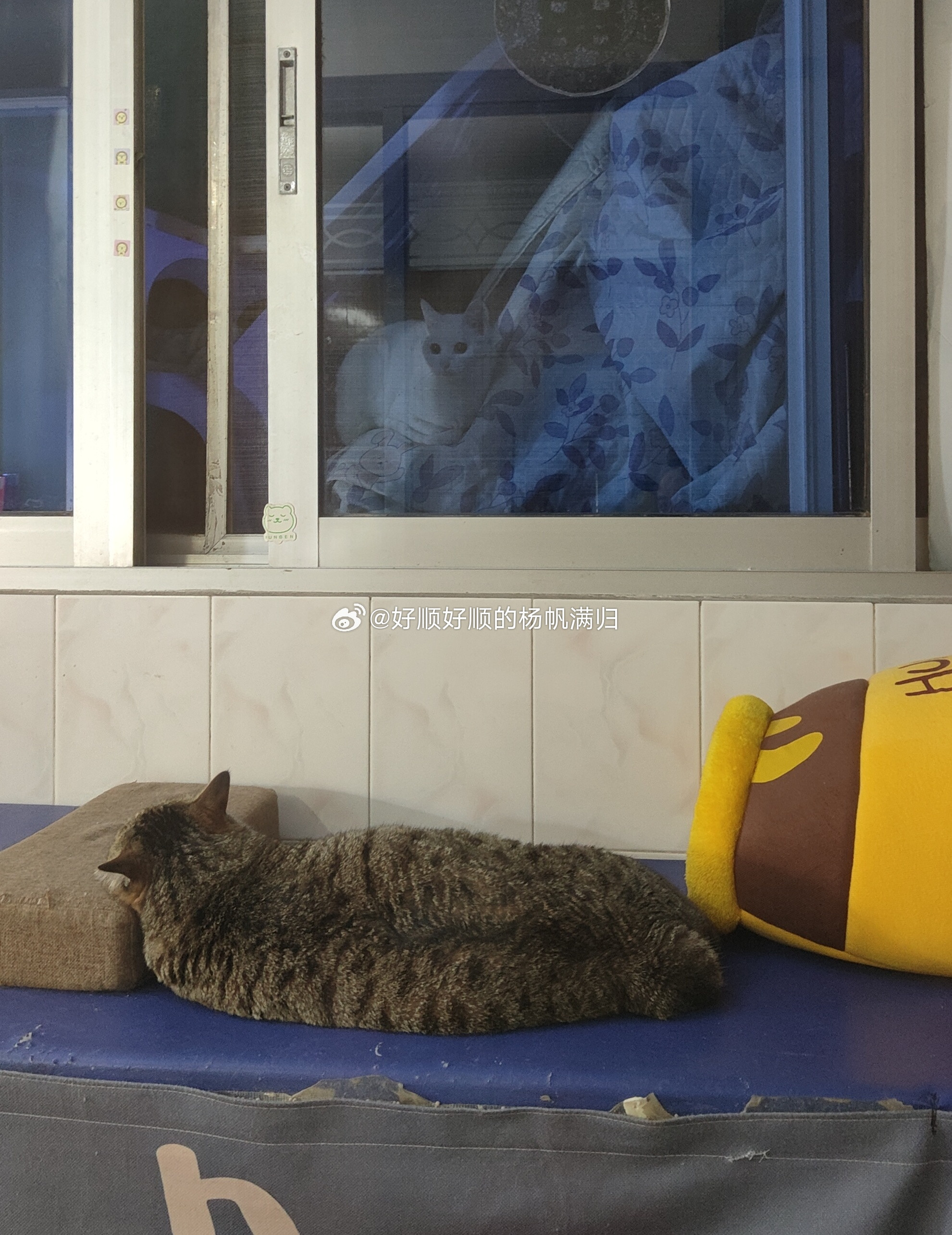 猫你怎么不等我死了才回来冷知识：正宗中华狸花猫，很独立，还弃主知道为什么流浪猫