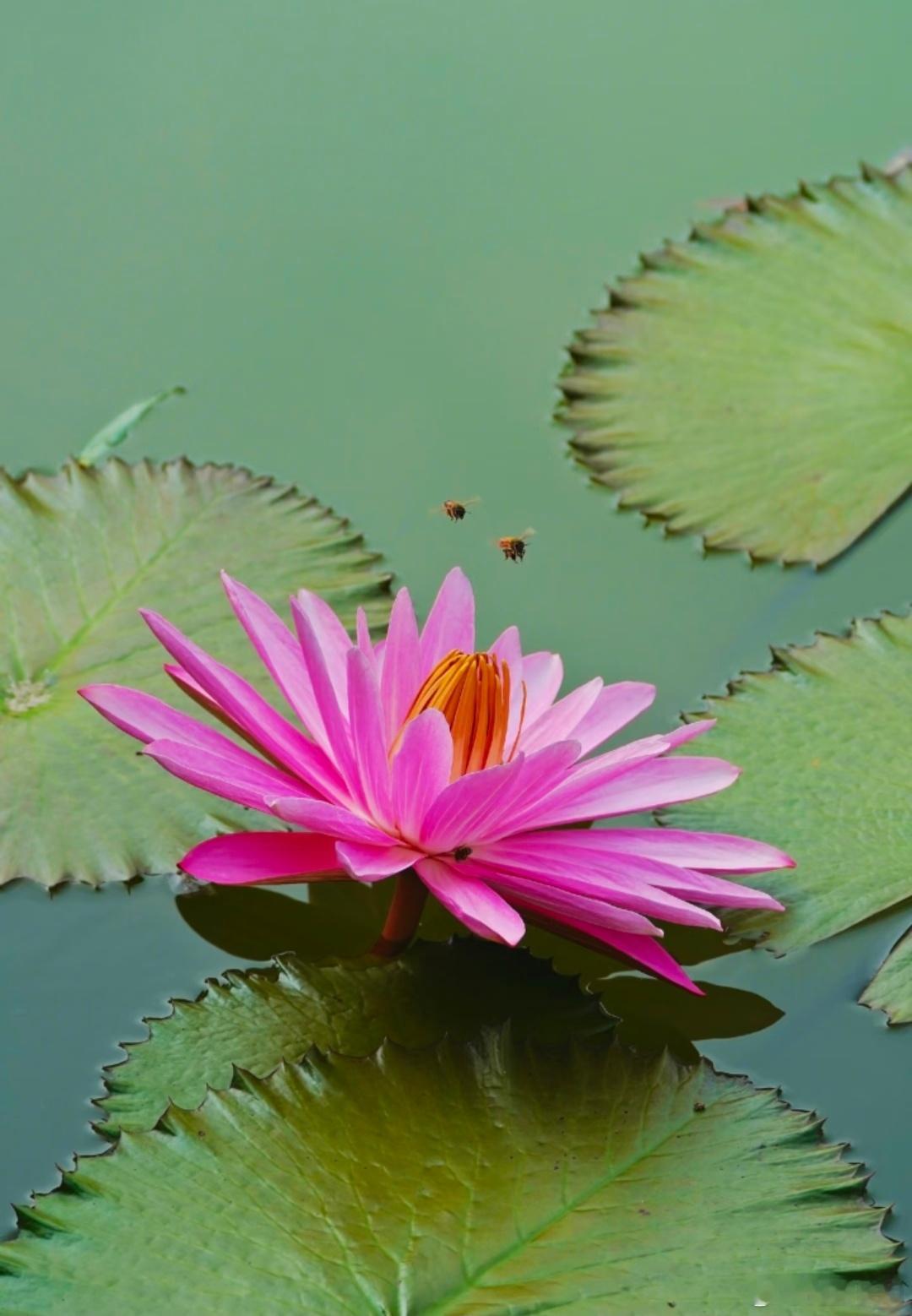 日行三善眼善、语善、行善多说正能量话，提高自己的磁场。尽能力帮助需要的人，但行好