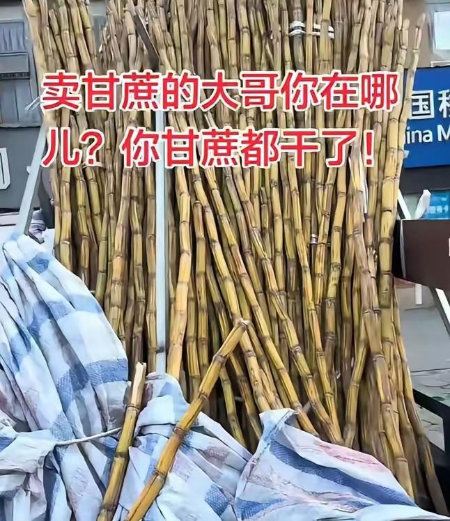 四川路边甘蔗枯成“木头”，男子拍视频寻人，结局让人泪崩：人间值得！在这个快节