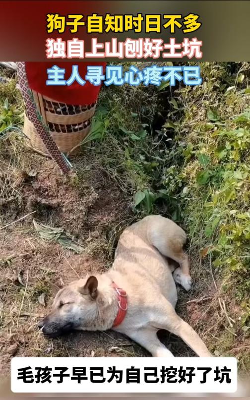 懂事到心酸！狗狗自知病重独自上山挖坑等死，治好后重回原地当场社死老话说老狗