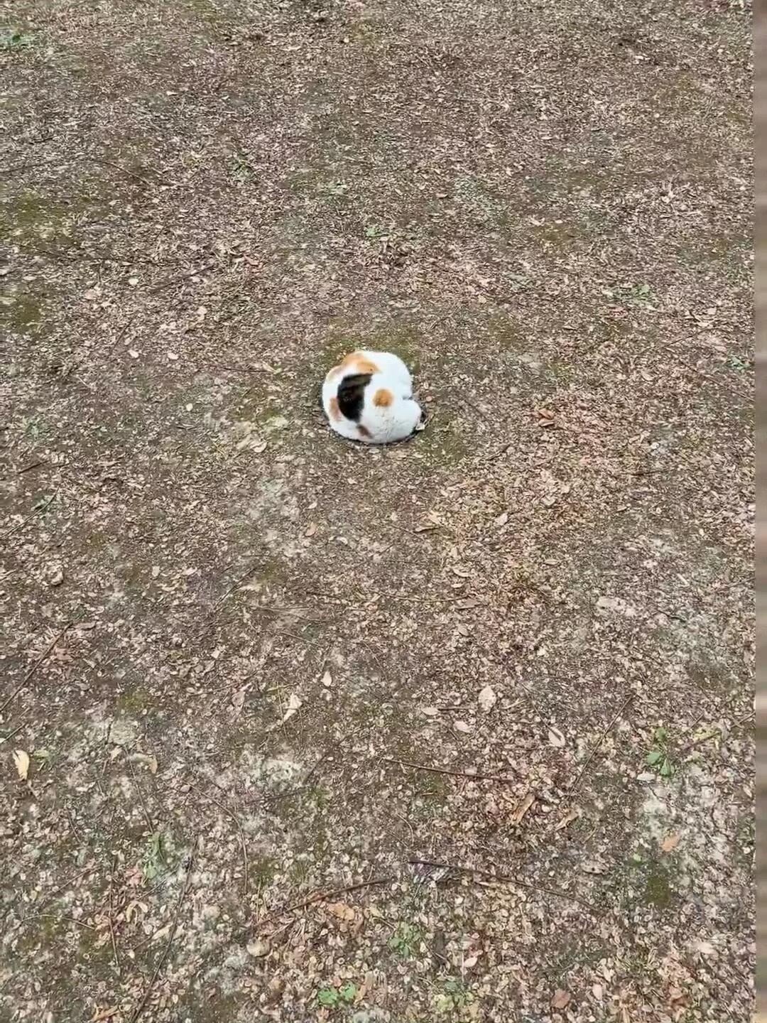 发现一个猫猫球​​​
