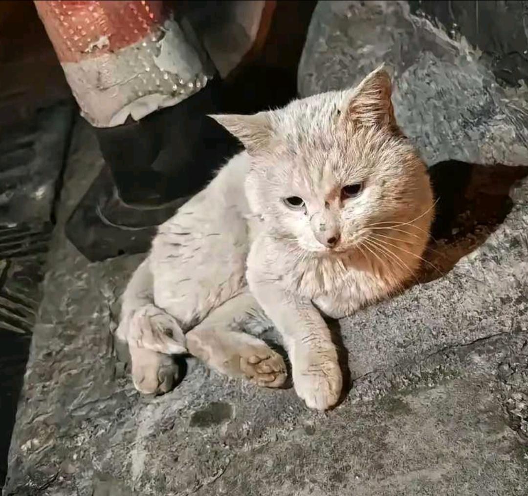 街上到处都是流浪猫，为啥很少看见它们的尸体？街上随处能看见流浪猫，可很少有