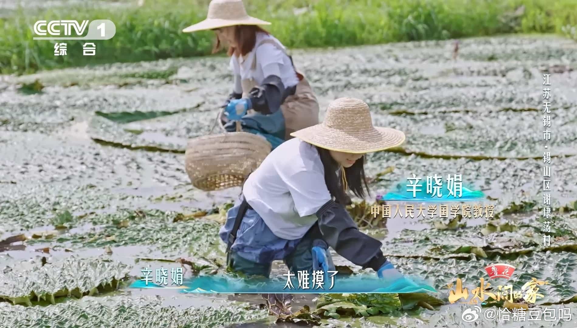 水田挤满了抹茶甜筒你可能吃过但不一定认识如果说夏天有味道，那么无锡的芡实田一定是