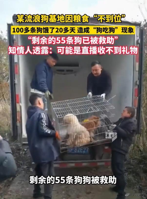 一流浪狗基地因粮食“不到位”，100多条狗饿了20多天，造成“狗吃狗”现象。“剩