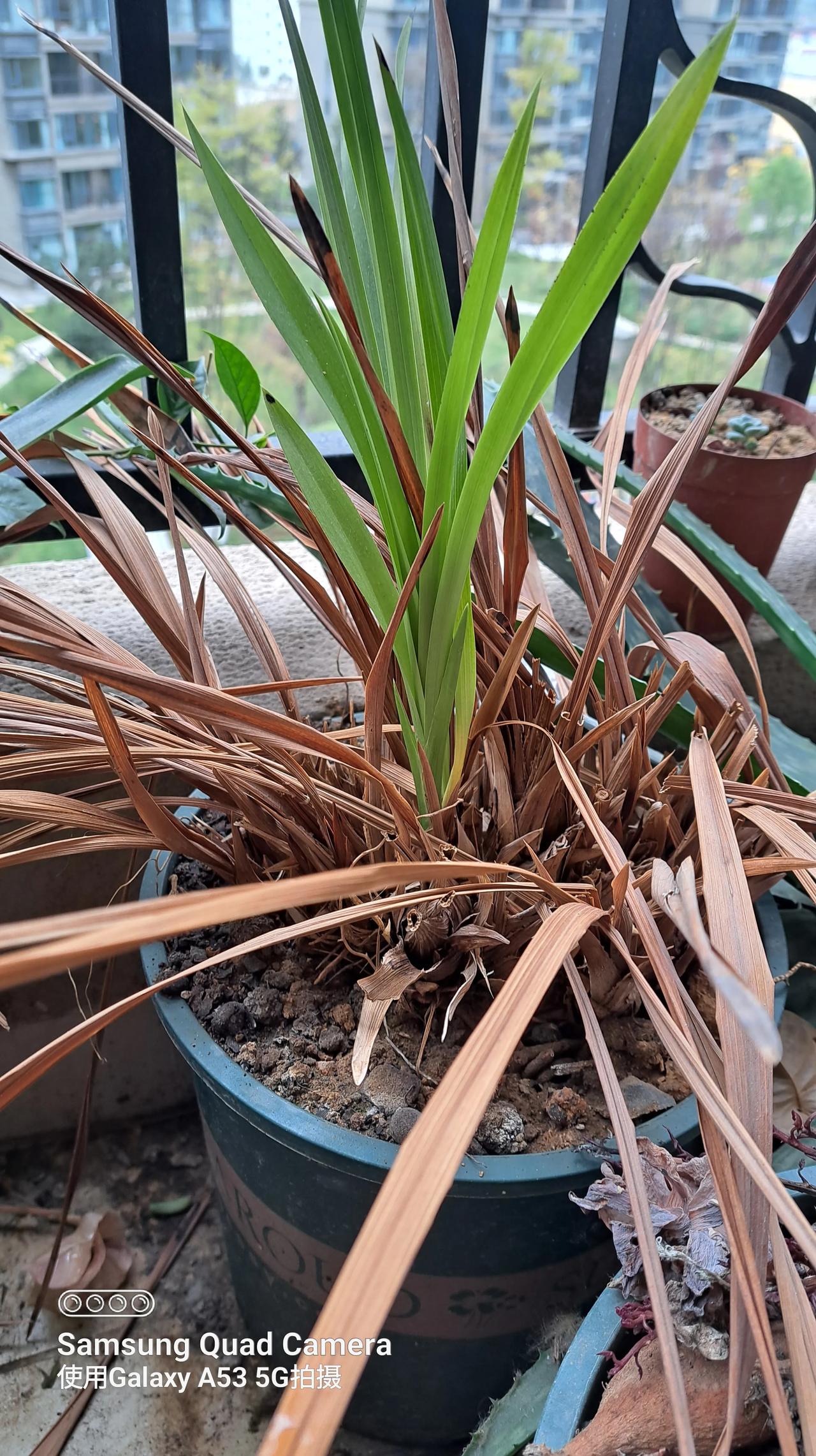 一盆花养了一年，彻底养废了，只剩下这一点点东西了。想拆了重载，又怕坏了风水。