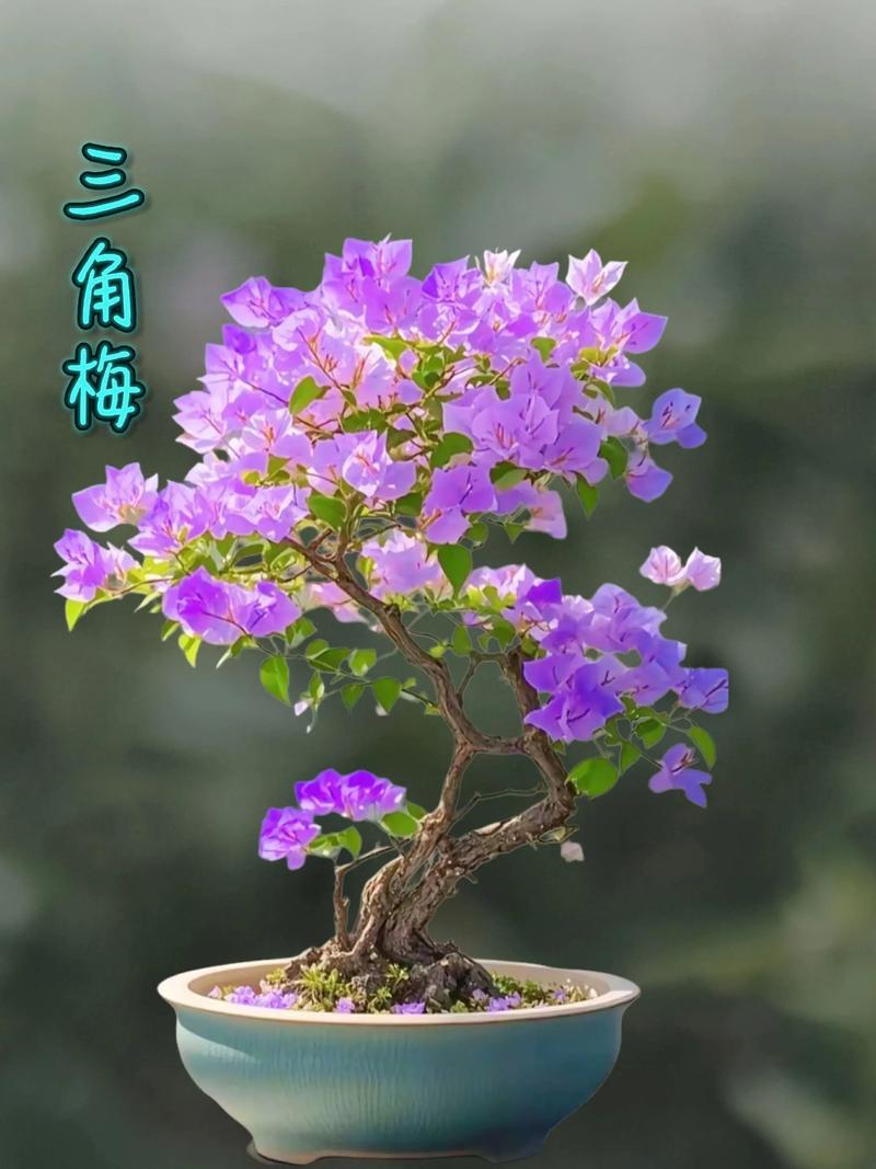 三角梅总共有几种颜色?三角梅的颜色有很多，其中以下八大系列最常见。紫红色系：