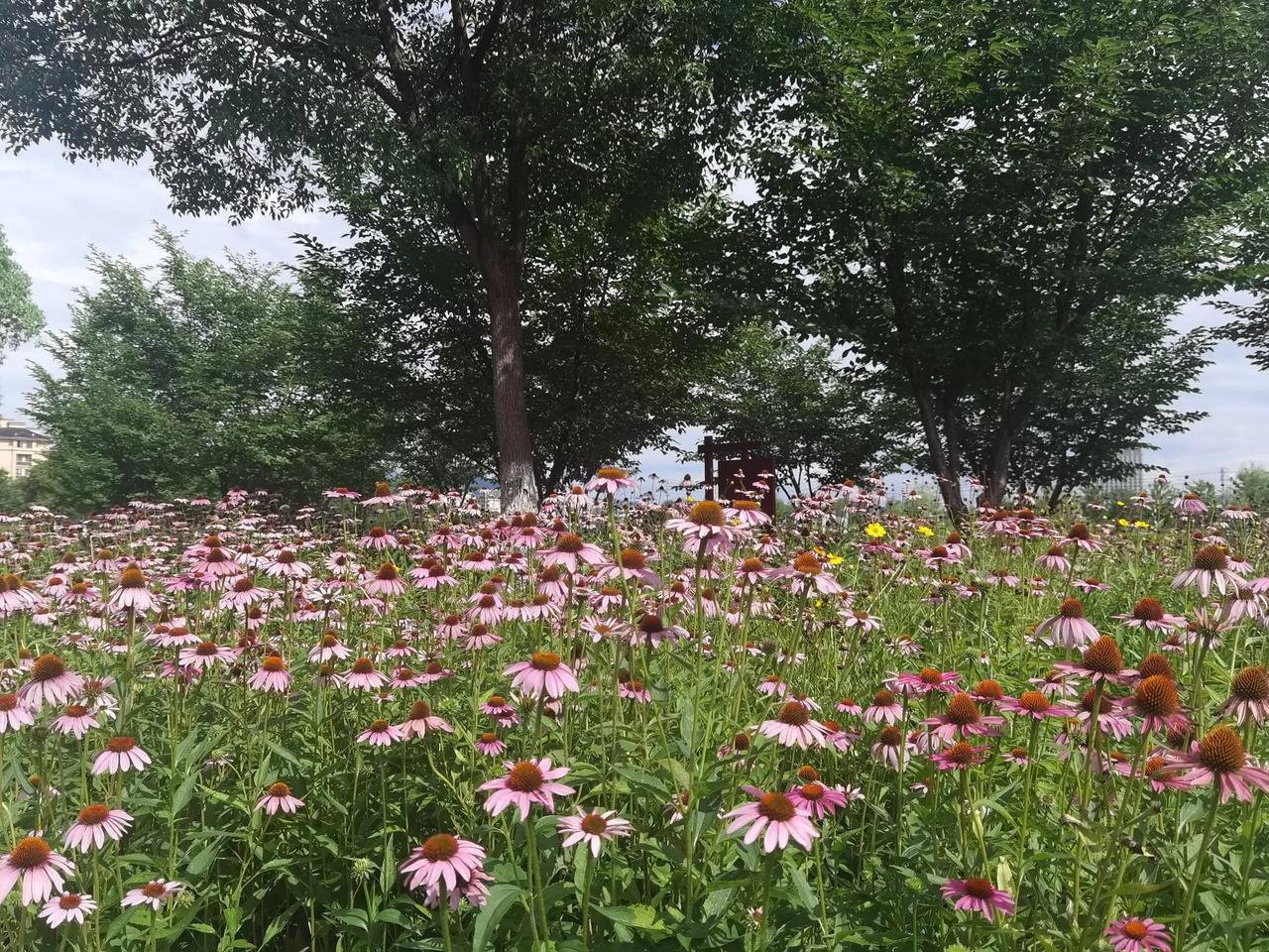 办公室年轻的女同事说，婆婆没经过她的同意，就把她在阳台上养的几盆花扔掉了，女同事