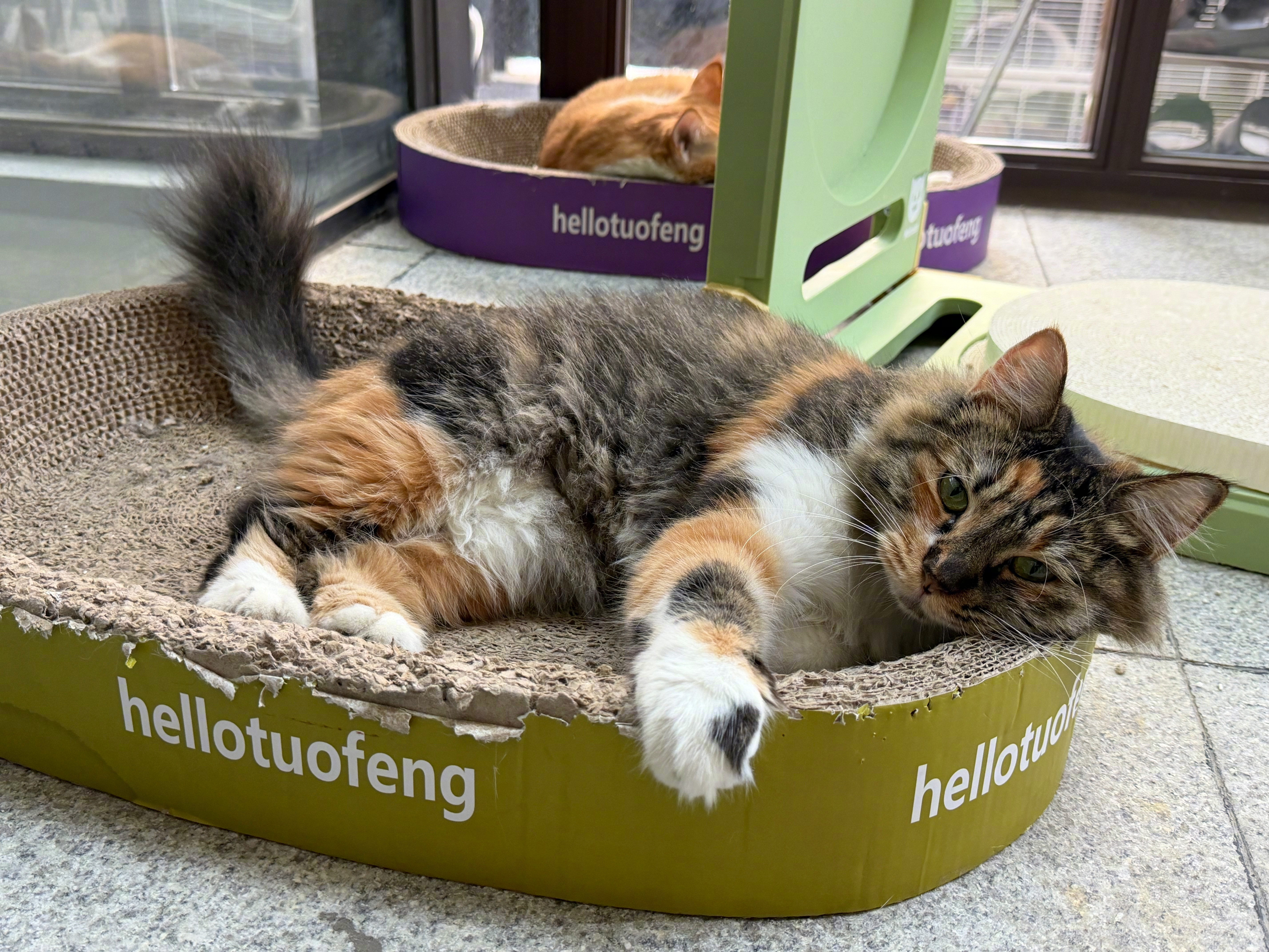 我的猫太漂亮了太漂亮了太漂亮了​​​
