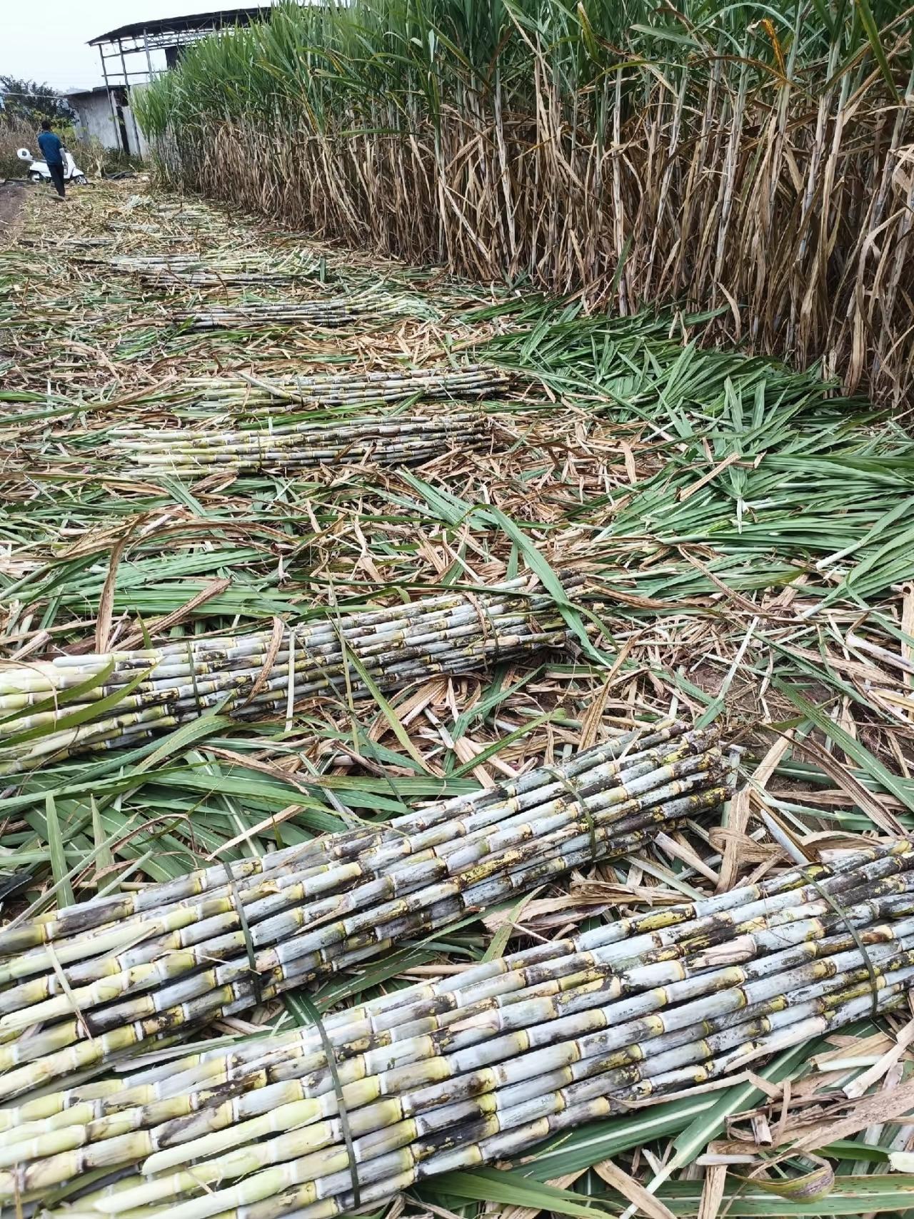 甘蔗一吨才500多块钱，为啥广西那么多地方现在还种着？就这么说吧，一吨五百，