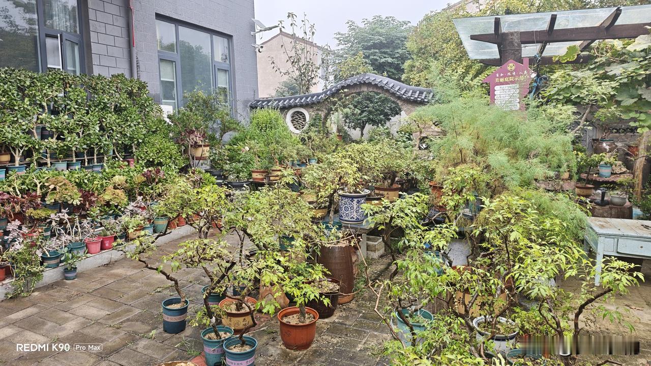 今天回到农村老家，正赶上一场秋雨，庭院里有了不一样的感觉，庭院里的各种老桩盆景仿