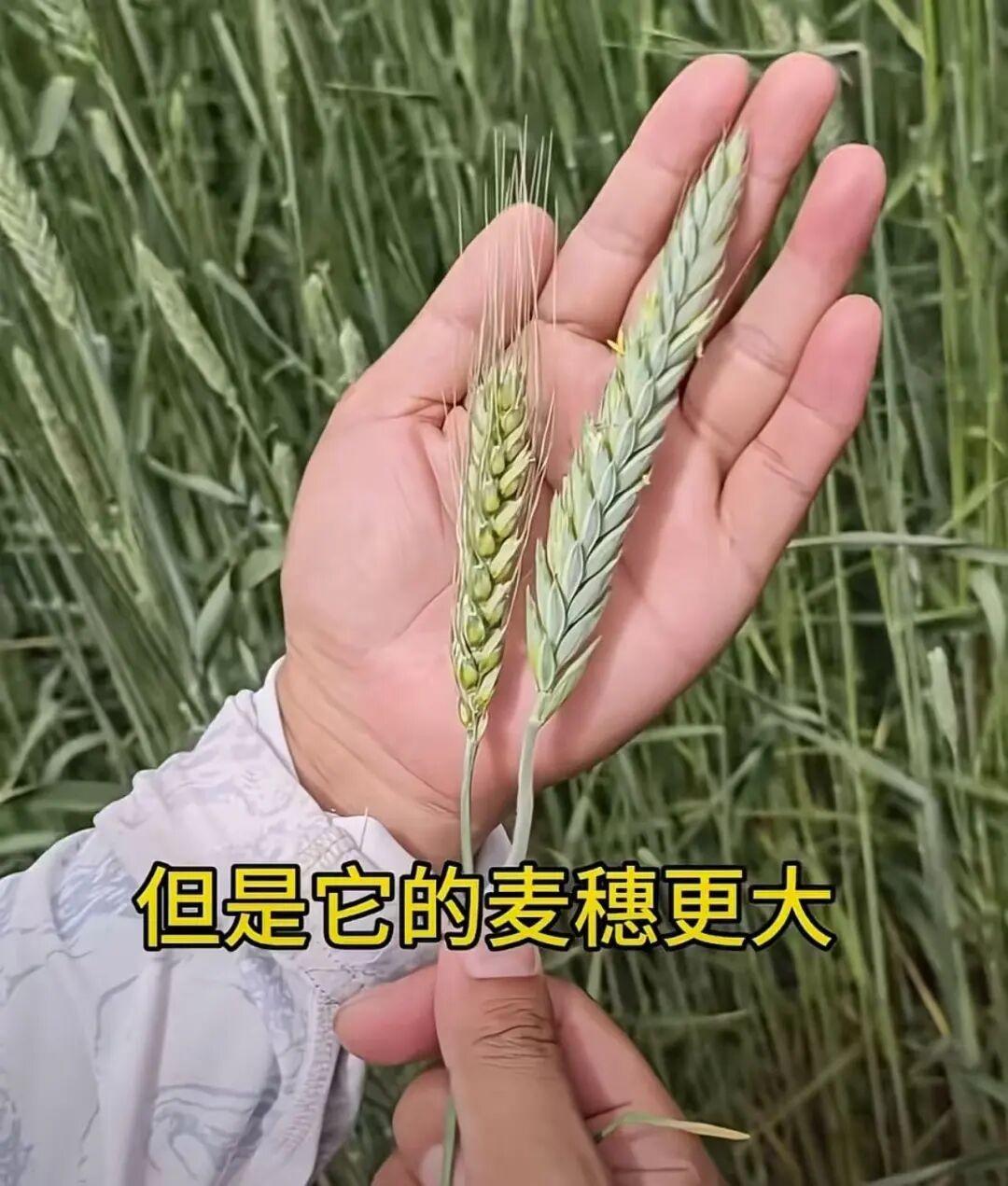 动容！当年曾让袁隆平院士格外挠头、费心牵挂的邝翡婷博士，于5月12日公开了最新研