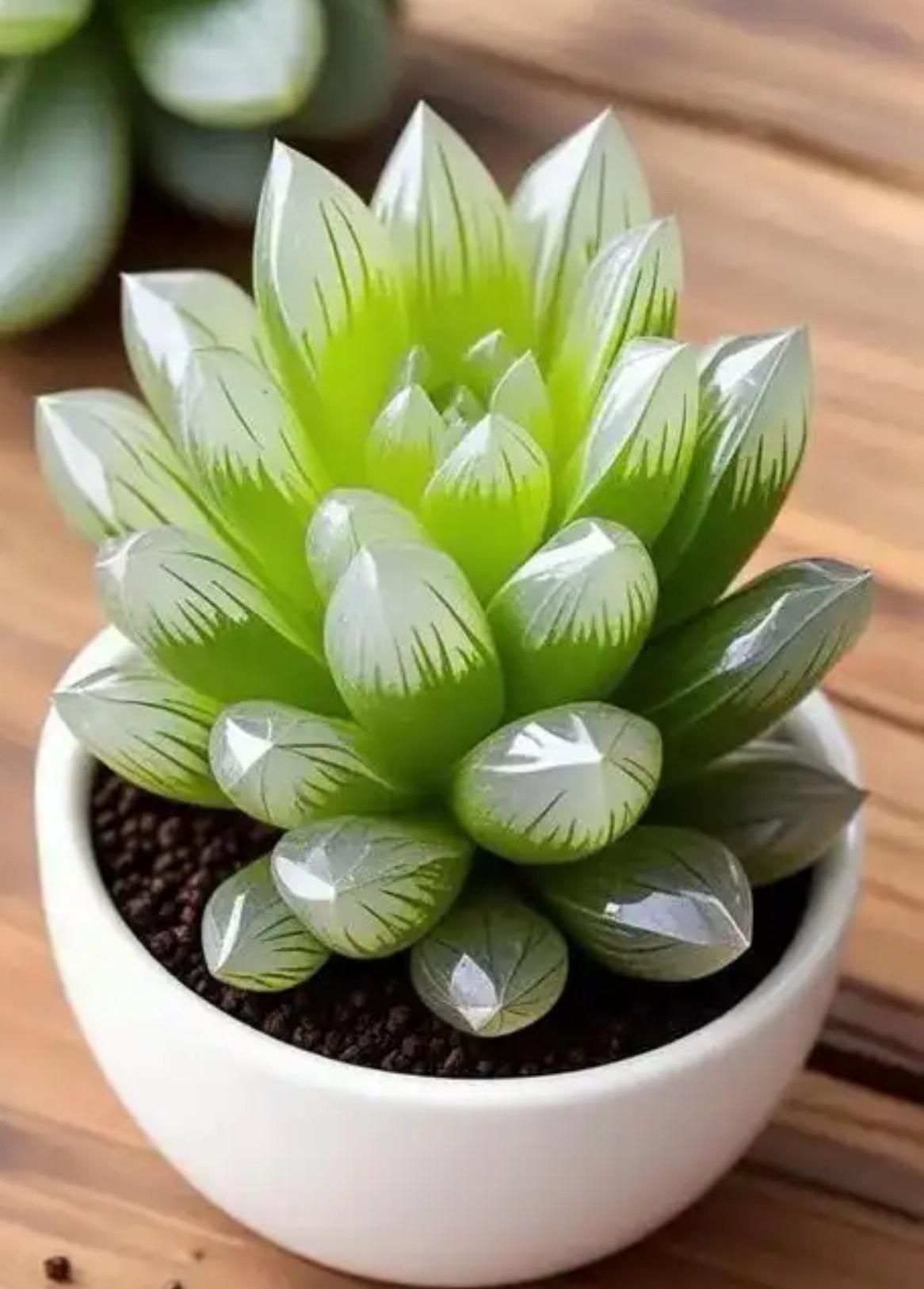 多肉植物是一种非常好养的植物，无需精心呵护和培养，给点阳光就可以长出胖嘟嘟的样子