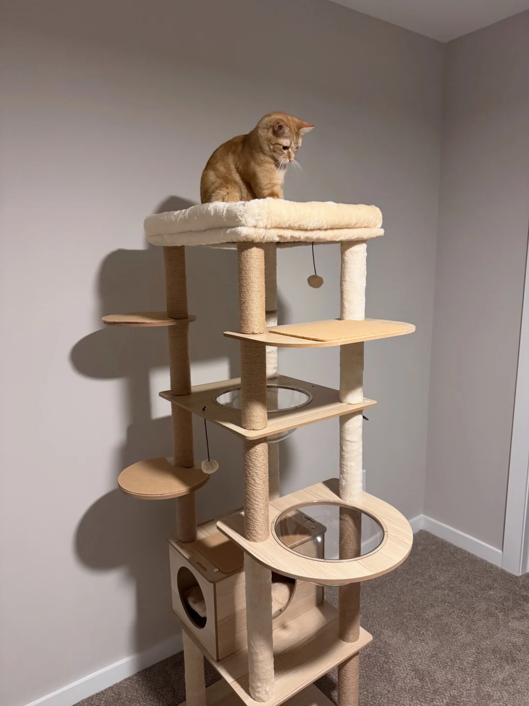 一米八的猫爬架给我儿安排上